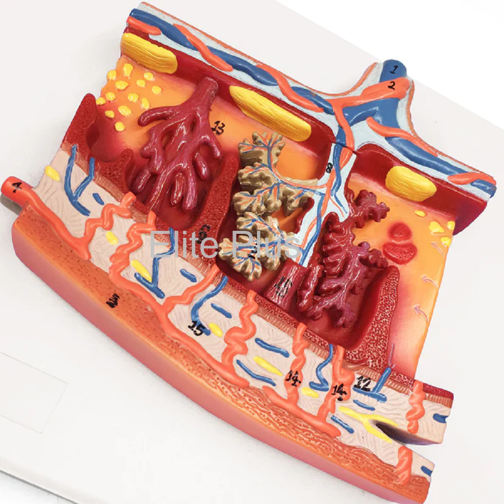 ZX-1707PN Placenta Section Model, Enlarged