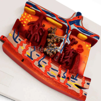 ZX-1707PN Placenta Section Model, Enlarged