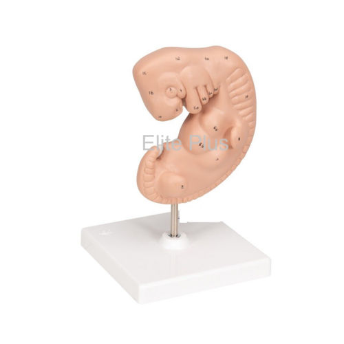 Zx-1706pn Human Embryo Model, Enlarged (Four Weeks Old)