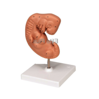 ZX-1706PN Human Embryo Model, Enlarged (Four weeks old)