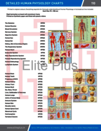 Human Physiology Charts - Rigid Laminated Synthetic Paper, 70x100 Cm | Multicolor Design With Aluminium Frame And Plastic Rollers For Educational Use