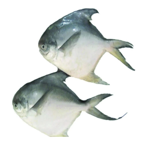 White Pomfret Fish