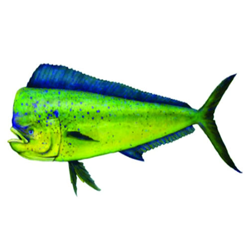 Mahi-Mahi Fish
