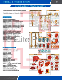 Medical & Nursing Charts - Rigid Pvc Lamination With Aluminium Frame, Multicolor Design, Flexible Lamination, Equipped With Rollers