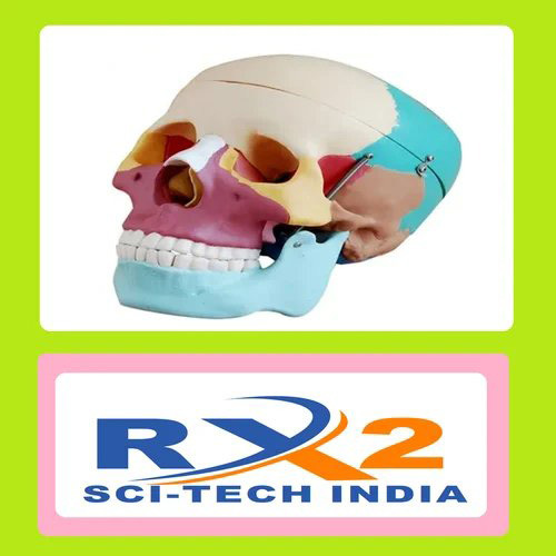 Adult Skull Coloured Life Size