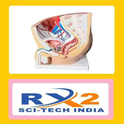 Human Male Pelvis Section 1 Part