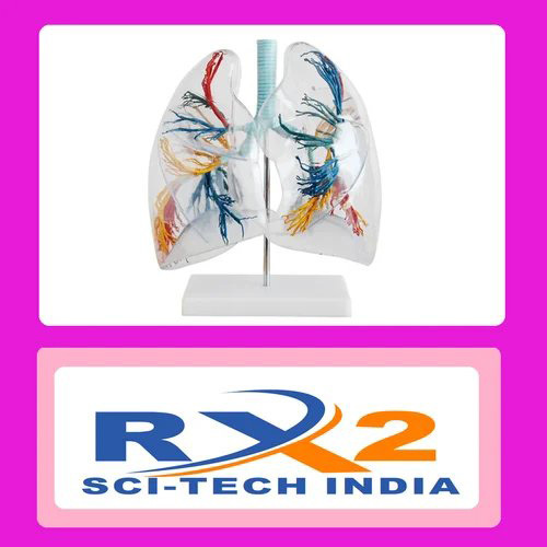 Transparent Lung Segment Model