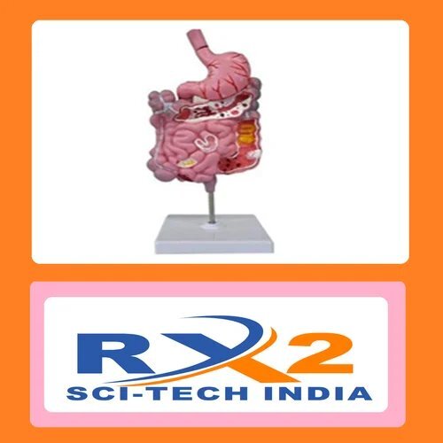 Gastrointestinal Tract Model