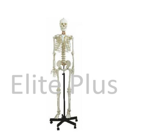 Zx-S101 Human Skeleton Male Life Size Articulated