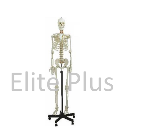 ZX-S101 Human Skeleton Male Life Size Articulated