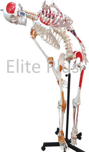 ZX-S101PN Human Skeleton with Muscle Insertion & Ligaments with Flexible Spine