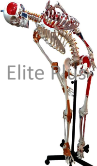 ZX-S101PN Human Skeleton with Muscle Insertion & Ligaments with Flexible Spine