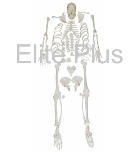 ZX-S130 Human Skeleton Disarticulated with Intervertebral Discs