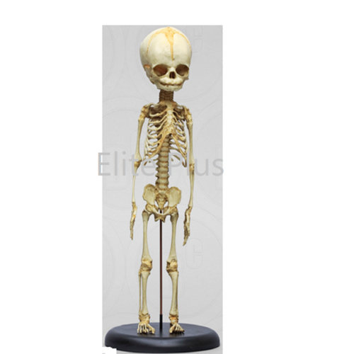 ZX-1224 Fetus Skeleton Model