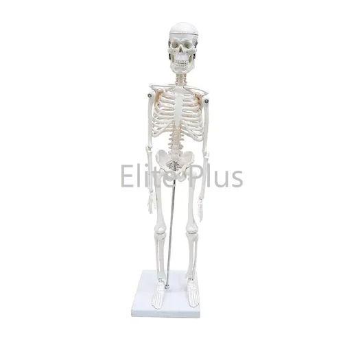 ZX-S103 Desktop Skeleton 45 cm