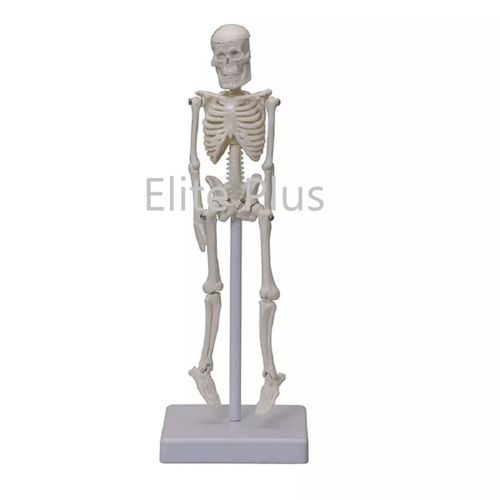 Zx-1227 Tiny Skeleton, 21cm