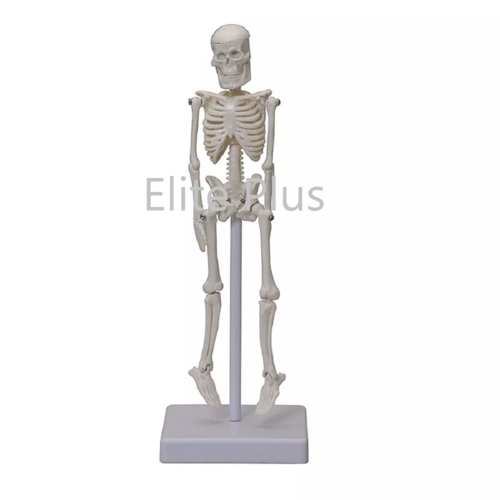 ZX-1227 Tiny Skeleton, 21cm