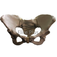 Female Pelvis Bone Model - Pvc Material, Life Size Ivory Color | Includes Key Card & Manual For Medical Education