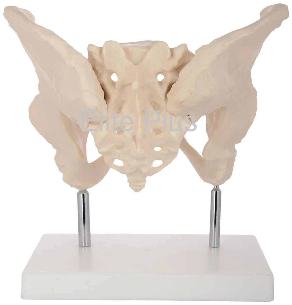 ZX-S124 Female Pelvis Bone Model