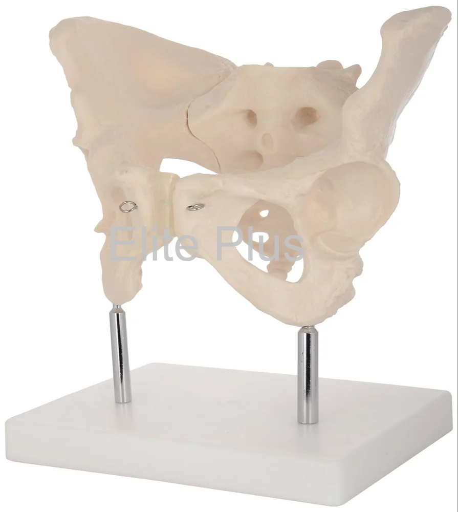 ZX-S124 Female Pelvis Bone Model