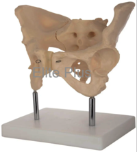 ZX-S124 Female Pelvis Bone Model