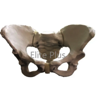 ZX-S124 Female Pelvis Bone Model