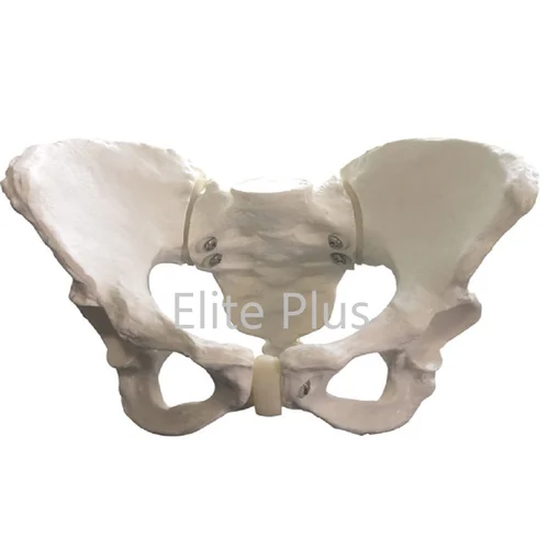 ZX-S124 Female Pelvis Bone Model