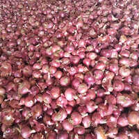 Fresh Red Onions - Dried Form, 80-90% Moisture Content, Round Shape, 30-Day Shelf Life, Cooked to Perfection | Premium Quality Culinary Ingredient