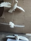 Sola wood sparrow bird