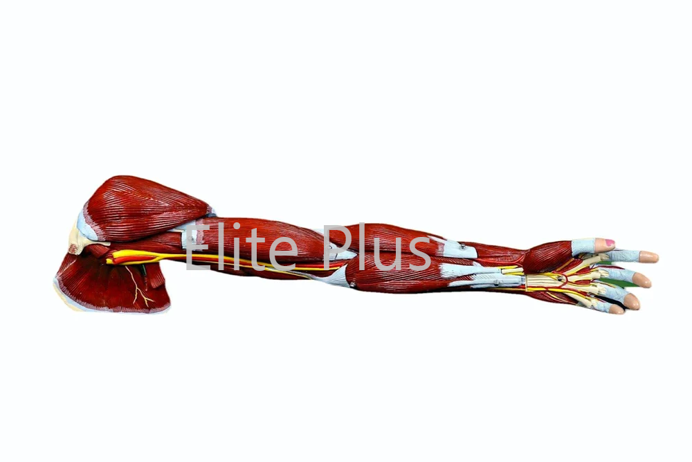 GD/A11305 Muscles of Arm with Main Vessels and Nerves