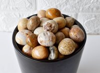 Fossil Coral Tumbled, Healing Crystal Tumbled Stones