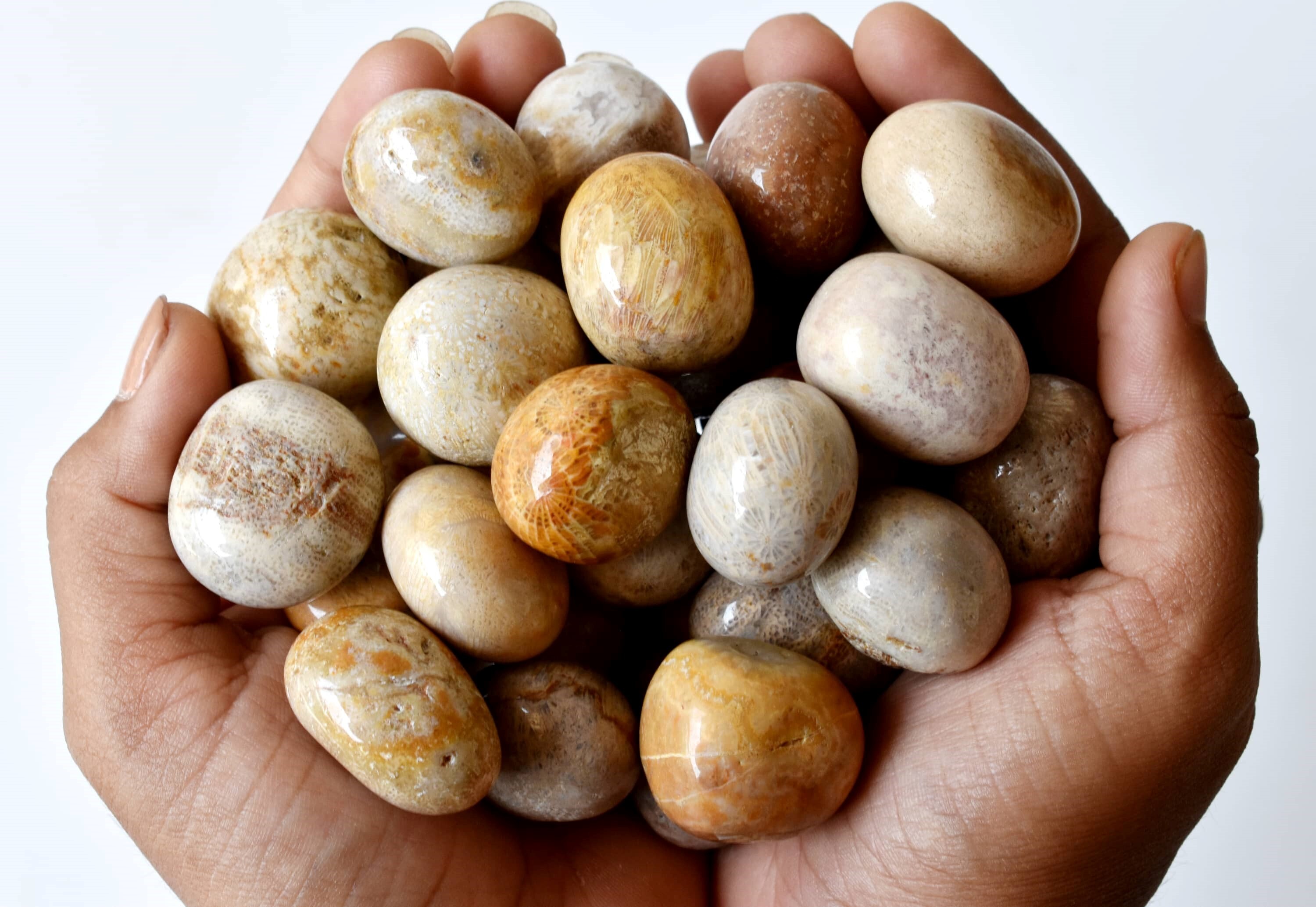 Fossil Coral Tumbled, Healing Crystal Tumbled Stones