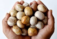 Fossil Coral Tumbled, Healing Crystal Tumbled Stones