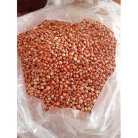 Red Solam Sorghum