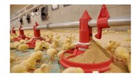 Pan Feeding System - Durable All-weather Design | Automatic Feeding Mechanism For Broiler Birds