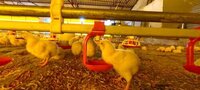 Automatic Nipple Drinking System - Durable Plastic Construction, Adjustable Height For Broilers And Layers, Reliable Water Flow Management