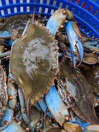 Live Fresh Cleaned Whole Blue Crab For sale.