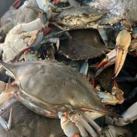 Whole Blue Crab For sale.