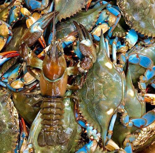 Stock Ready For Shipment Blue Swimming Crab