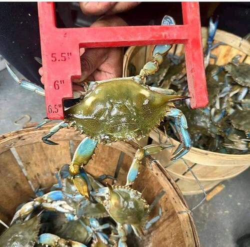 Blue Swimming Crab From Mexico