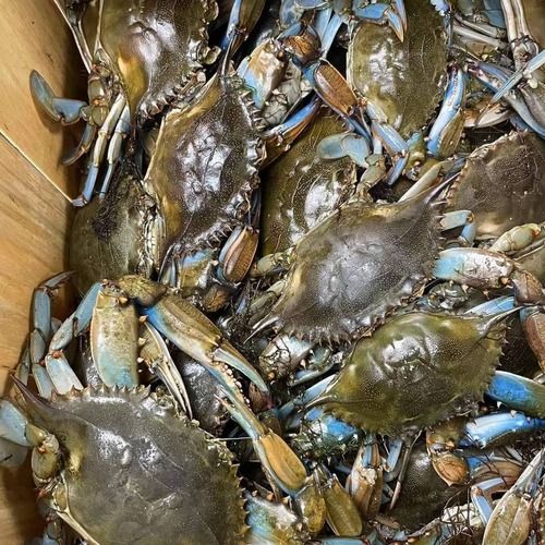 frozen Blue Crab For sale.