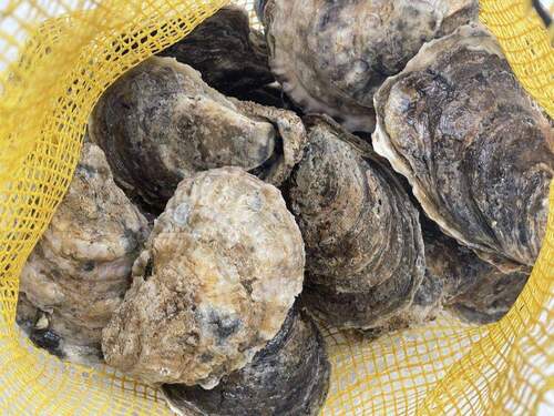 Large Live Oysters For Sale