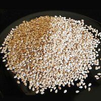 Natural Sesame Extract Sesame Seed With High Purity