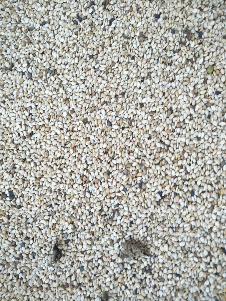 Natural White sesame seed for sale