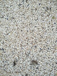 Natural White sesame seed for sale