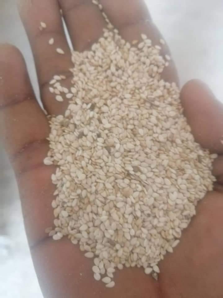 Natural White sesame seed for sale