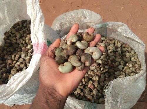 Raw Cashew Nuts inshell