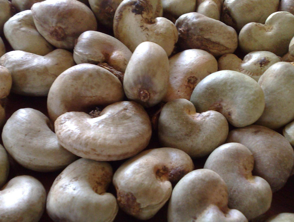 Raw Cashew Nuts inshell