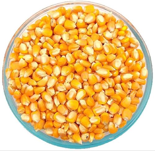 Yellow corn