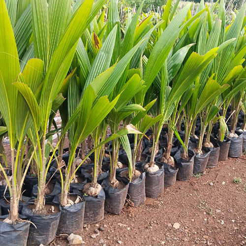Malesian Green Dwarf Coconut Plant